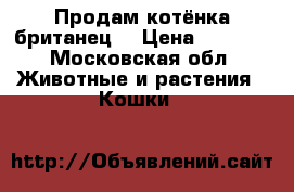 Продам котёнка британец  › Цена ­ 5 000 - Московская обл. Животные и растения » Кошки   